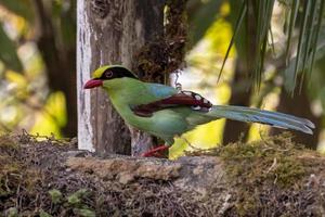 allmänning grön skata eller cissa chinensis observerats i latpanchar i väst bengal, Indien foto