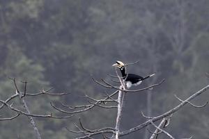 orientalisk pied hornbill eller antracoceros albirostris sett i rongtong i Indien foto