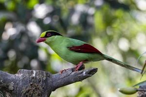 allmänning grön skata eller cissa chinensis observerats i latpanchar i väst bengal, Indien foto