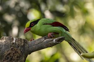 allmänning grön skata eller cissa chinensis observerats i latpanchar i väst bengal, Indien foto