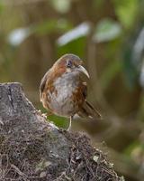 rostig kinder scimitar babbler eller erythrogenys erythrogenys observerats i latpanchar foto