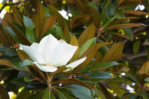 vit magnolia blomma bland de grön löv. foto