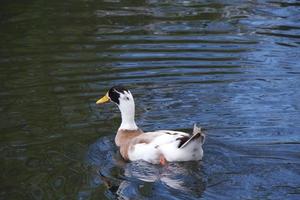 söt vatten fåglar på de sjö av offentlig parkera av luton England Storbritannien foto