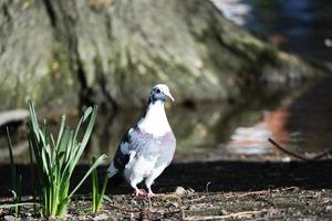 söt vatten fåglar på sjö sida av lokal- offentlig parkera foto