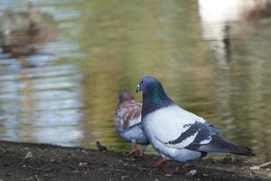 söt vatten fåglar på de vilja sjö av offentlig parkera av milton keynes stad av England Storbritannien foto
