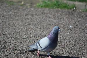 söt duva i de lokal- offentlig parkera av luton stad av England Storbritannien foto