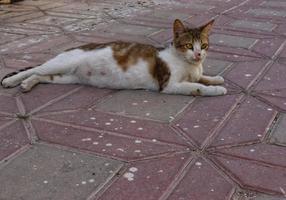 brun katt liggande på gångstig i avkopplande humör, gata hemlös katt på tegelstenar foto