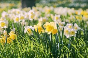 fält av vit och gul påskliljor i vår solig dag foto