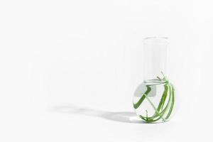 organisk kosmetika, naturlig kosmetika, biobränslen, alger. naturlig grön laboratorium. experiment. glas laboratorium flaska med grön växter på en ljus bakgrund. foto