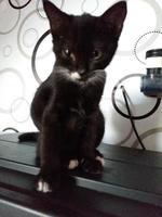 söt svart katt med irriterad ansikte foto