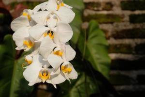 måne orkide magi en fantastisk morgon- visa foto