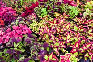 färgrik växt vägg skön växt i pott, coleus många typer röd grön lila och rosa löv av de coleus växt, plectranthus scutellarioides foto