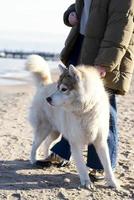en hund på de strand med en person stående Nästa till den foto