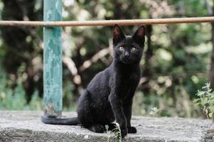 en svart gata katt Sammanträde på en bricka. gurzuf katter foto