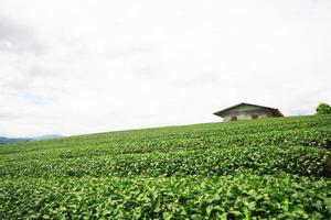 antenn se kulle stam by och te plantage i soluppgång på de berg och flod är mycket skön se i Chiang Rai provins, thailand. foto