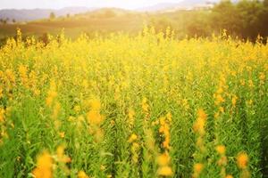 skön gul Sol hampa blommor eller Crotalaria juncea bruka i skön solljus på de berg i thailand.a typ av grönsak. foto