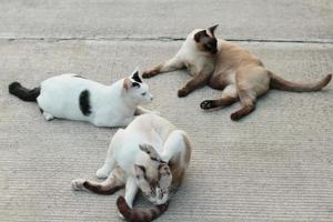 söt siamese katter njut av och sitta på betong golv med naturlig i trädgård foto