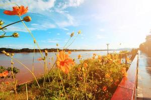 skön svavel kosmos eller gul kosmos blommor fält med blå himmel i solljus nära floden. retro och årgång tema Färg. foto