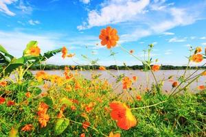 skön svavel kosmos eller gul kosmos blommor fält med blå himmel i solljus nära floden. foto