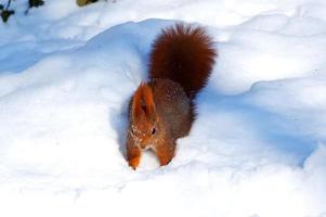 röd ekorre på vit snö i vinter- parkera foto