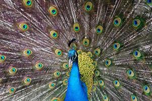 manlig påfågel på en bakgrund av färgad fjädrar foto