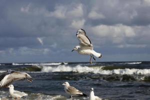 spelar måsar på en vår strand på de baltic hav foto