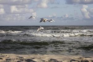 spelar måsar på en vår strand på de baltic hav foto