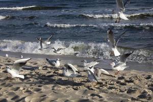 spelar måsar på en vår strand på de baltic hav foto