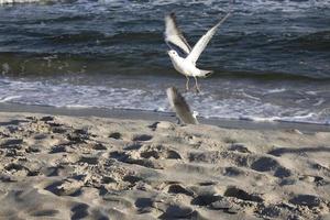 spelar måsar på en vår strand på de baltic hav foto