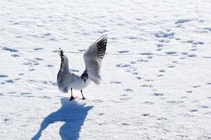 fri fågel tärna på vit snö vinka vingar foto