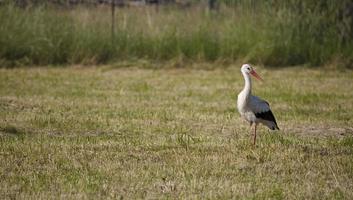 stork på de äng i sommar foto