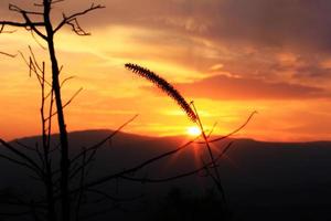 silhuett gräs blommor i naturlig och skymning av solnedgång på de berg foto