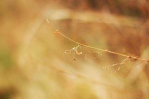 mjuk fokus torr gräs i naturlig solljus foto