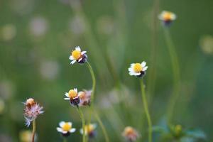 skön vild kamomill gräs blommor i de äng med naturlig solljus. foto