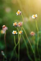 skön vild kamomill gräs blommor i de äng med naturlig solljus. foto