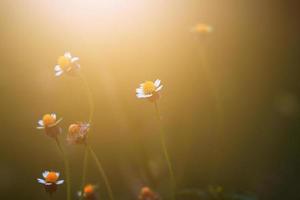 skön vild kamomill gräs blommor i de äng med naturlig solljus. foto