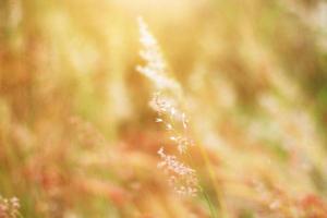 mjuk fokus skön gräs blommor i naturlig solljus bakgrund foto
