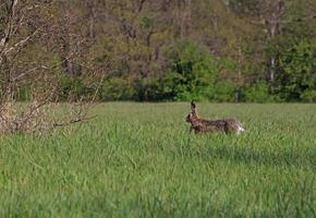 hare löpning i grön gräs foto