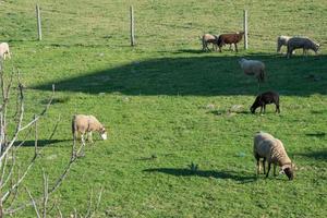besättning av får i en fält. lantlig område av portugal foto