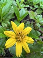 gul blomma foto