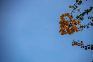 orange bougainvillea blomma på de blå himmel bakgrund foto