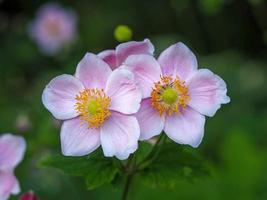 två små rosa anemonblommor i en trädgård foto