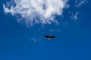 stork stigande i de blå himmel med vit moln foto