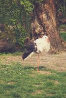 vit svart stork promenader i vår på en färsk grön gräs foto