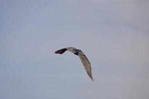 svart skarv fågel i flyg på en bakgrund av de blå molnfri himmel foto