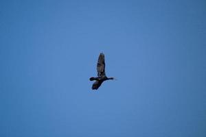 svart skarv fågel i flyg på en bakgrund av de blå molnfri himmel foto