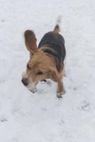 beagle hund i de snö foto