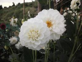 färsk och ljus vit dahlia pinnata blommor i de morgon. foto