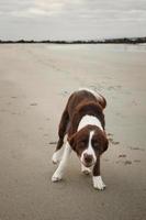 porträtt skott av skön brun vit hund spelar på de sandig strand foto