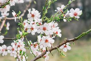 en stänga upp av en blomma med de ord körsbär på den foto